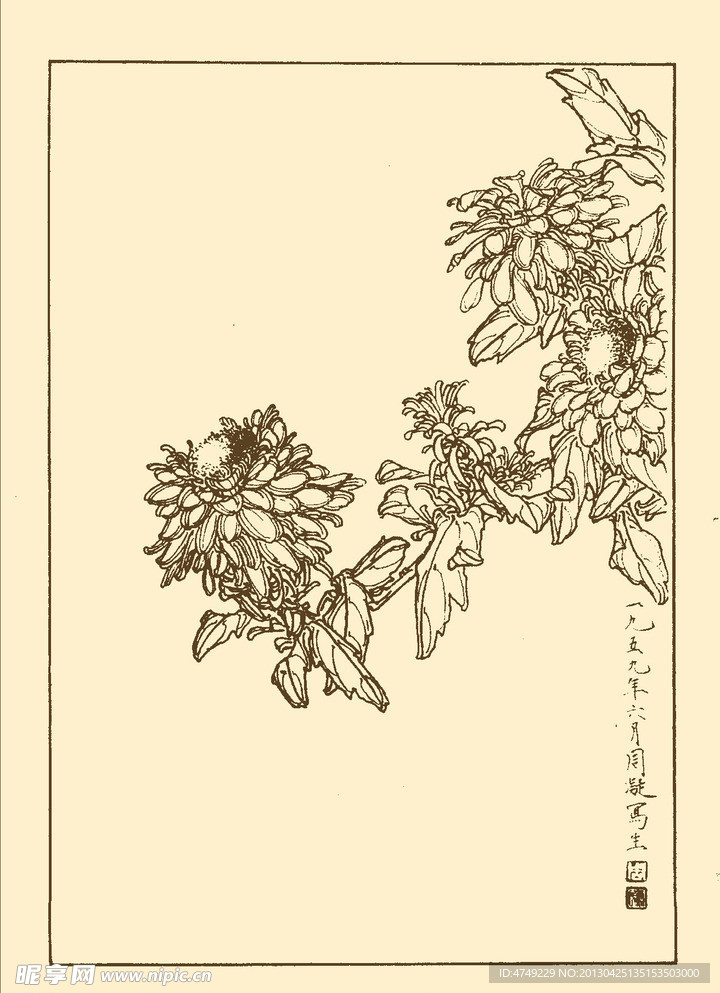 蓝菊