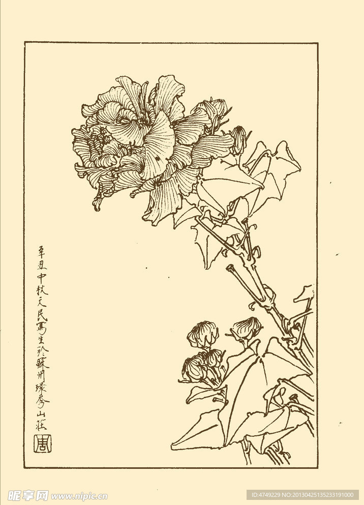 芙蓉