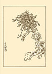 虎爪