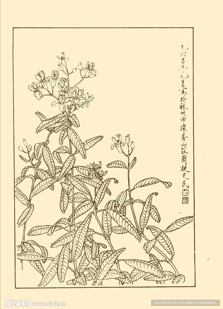 草本夹竹桃