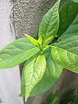 墙角的树枝