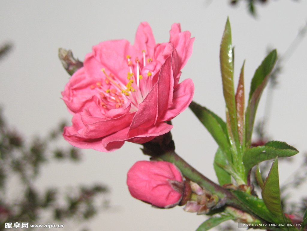 碧桃花