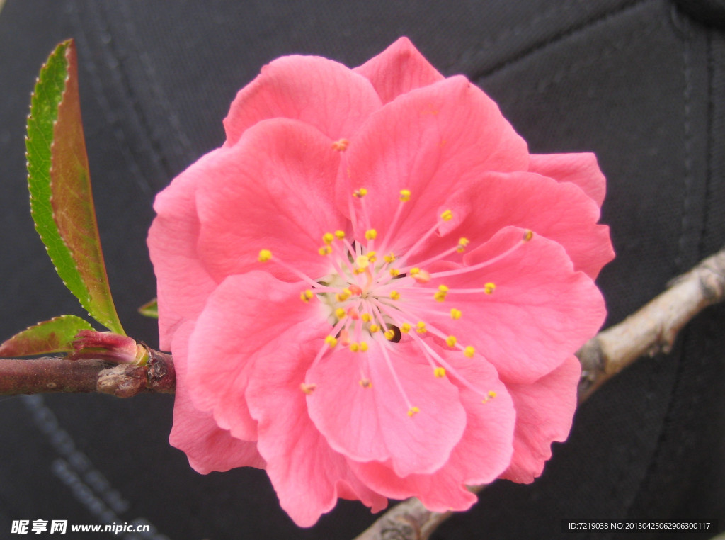 碧桃花
