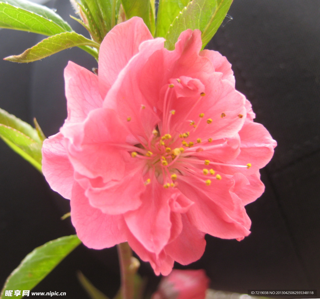 碧桃花