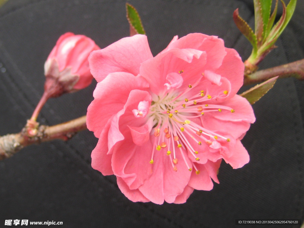 碧桃花
