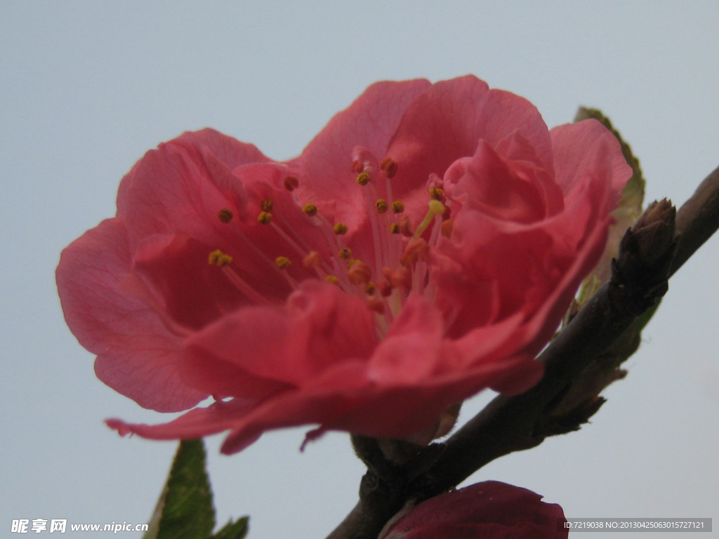 碧桃花