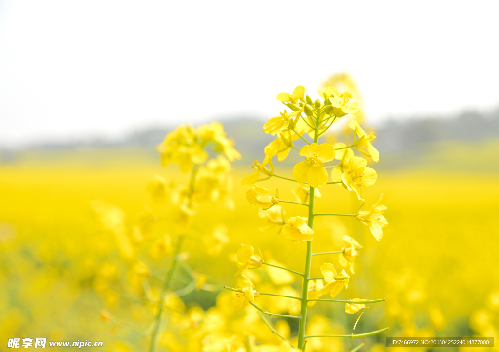 油菜花