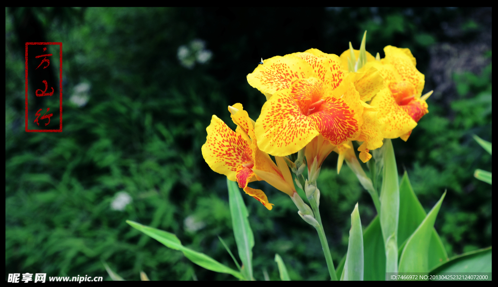 鲜花