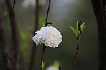 招手桃