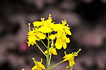 油菜花