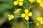 油菜花