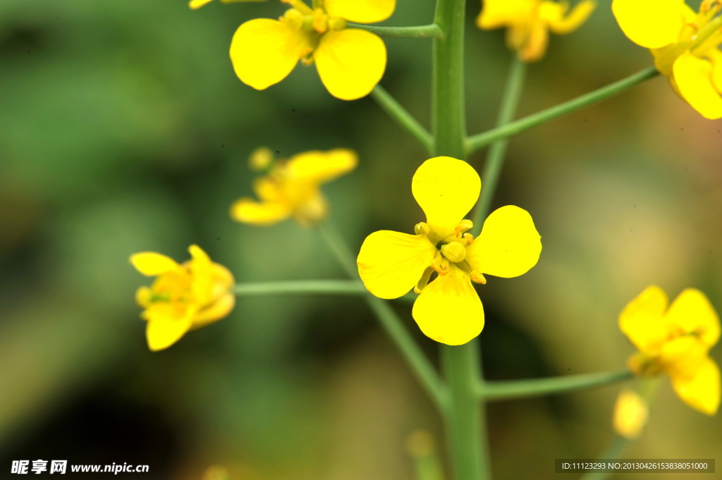 油菜花
