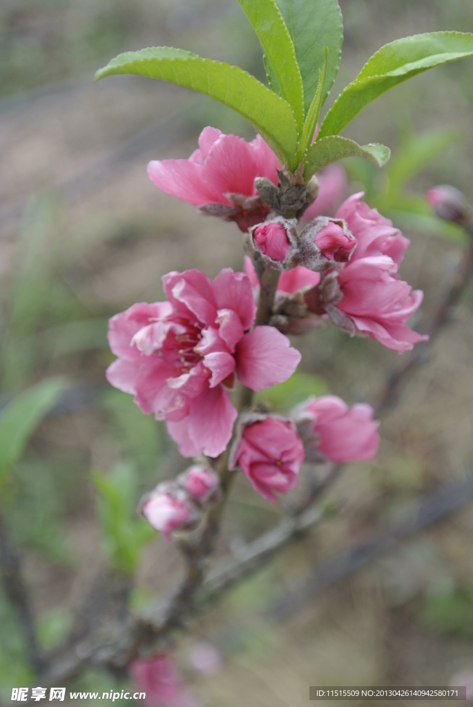 桃花