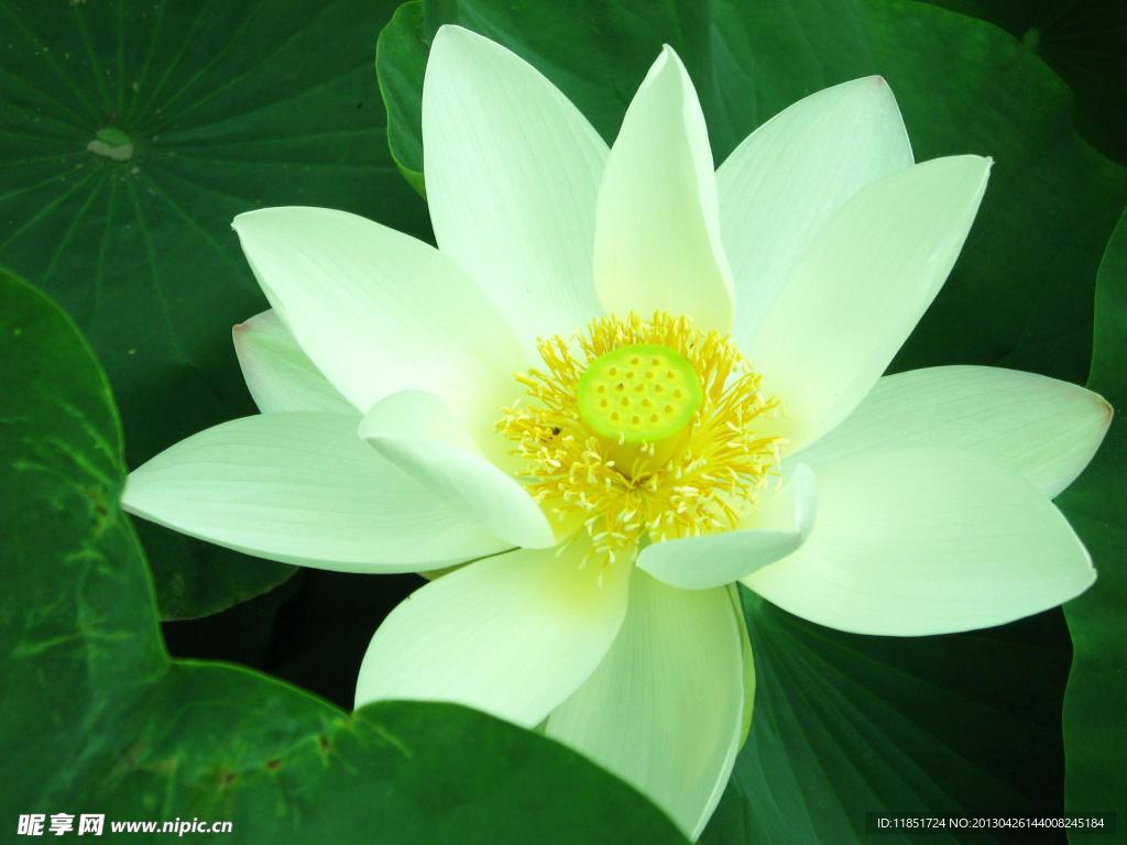 荷花
