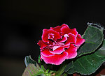 红色芙蓉花