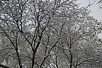 挂雪的树枝