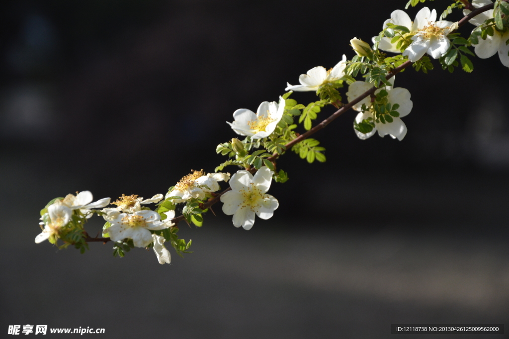 桃花特写