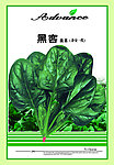 大叶菠菜