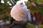 茶花