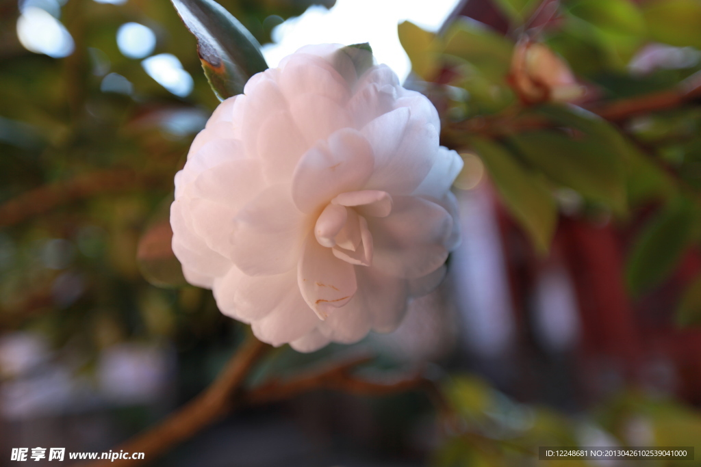 茶花