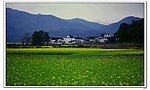 油菜花边的建筑