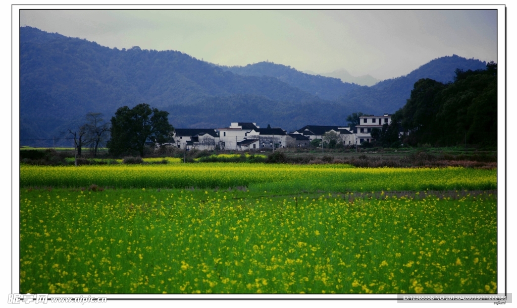 油菜花边的建筑
