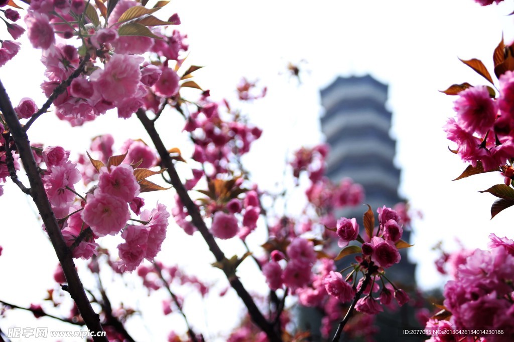 樱花