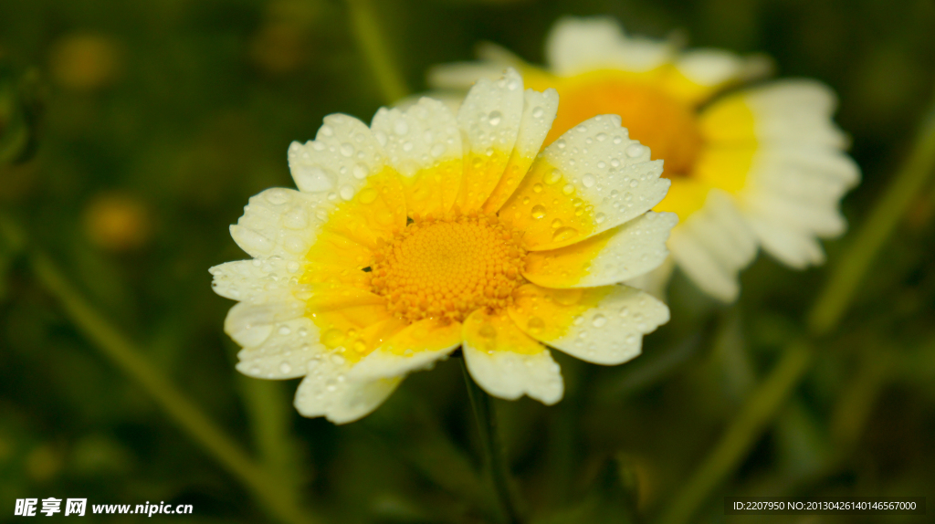 花 花卉
