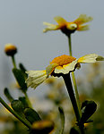 花 花卉