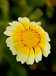 花 花卉