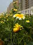 花 花卉