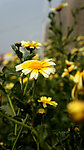 花 花卉
