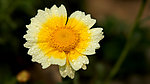 花 蒿菜花 红花