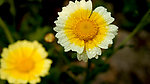 花 蒿菜花 红花