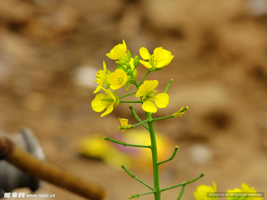 油菜花
