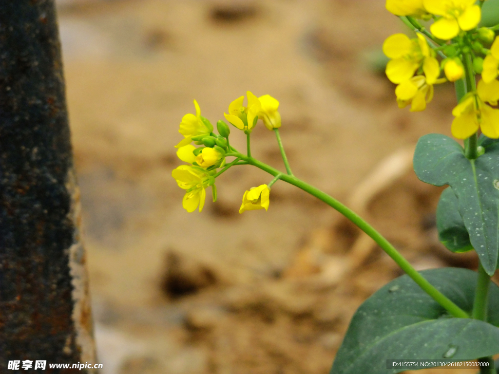 油菜花