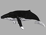 驼背鲸模型加骨骼动画