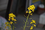 油菜花