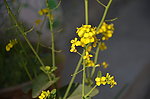 油菜花