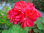 冬苋菜花