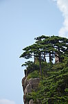 黄山松