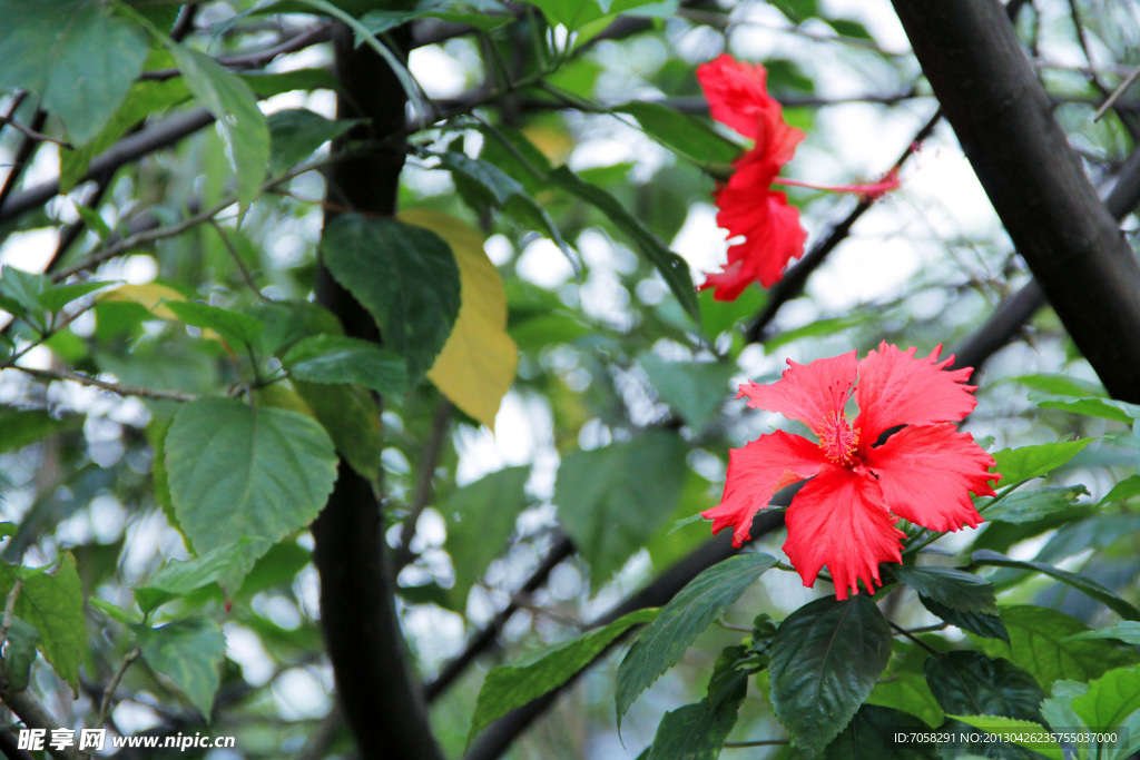 扶桑花