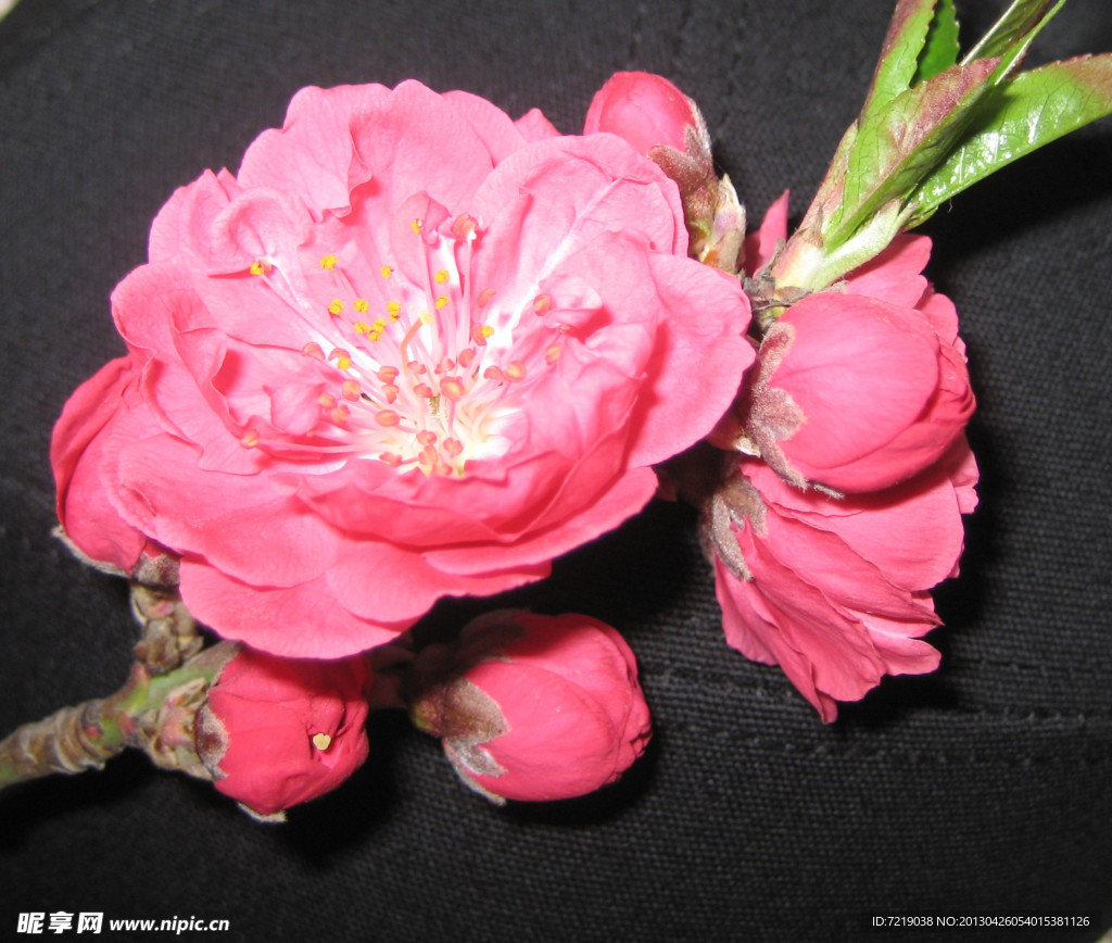碧桃花
