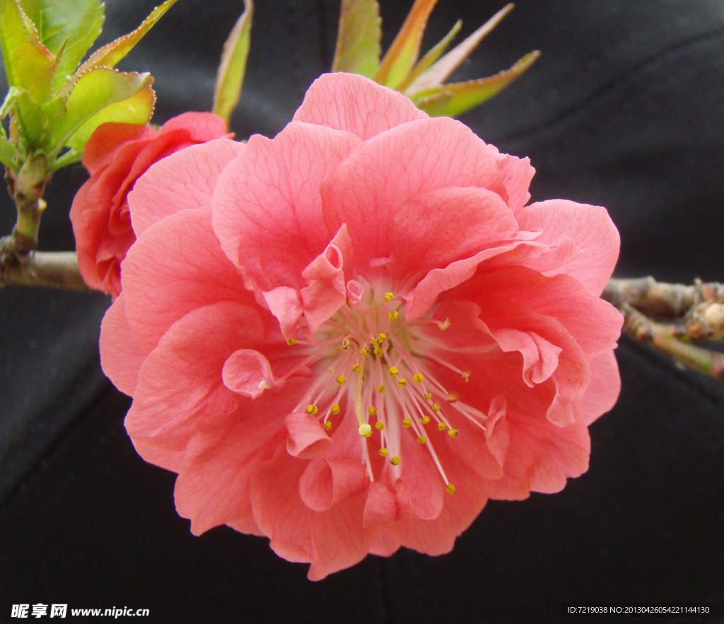 碧桃花
