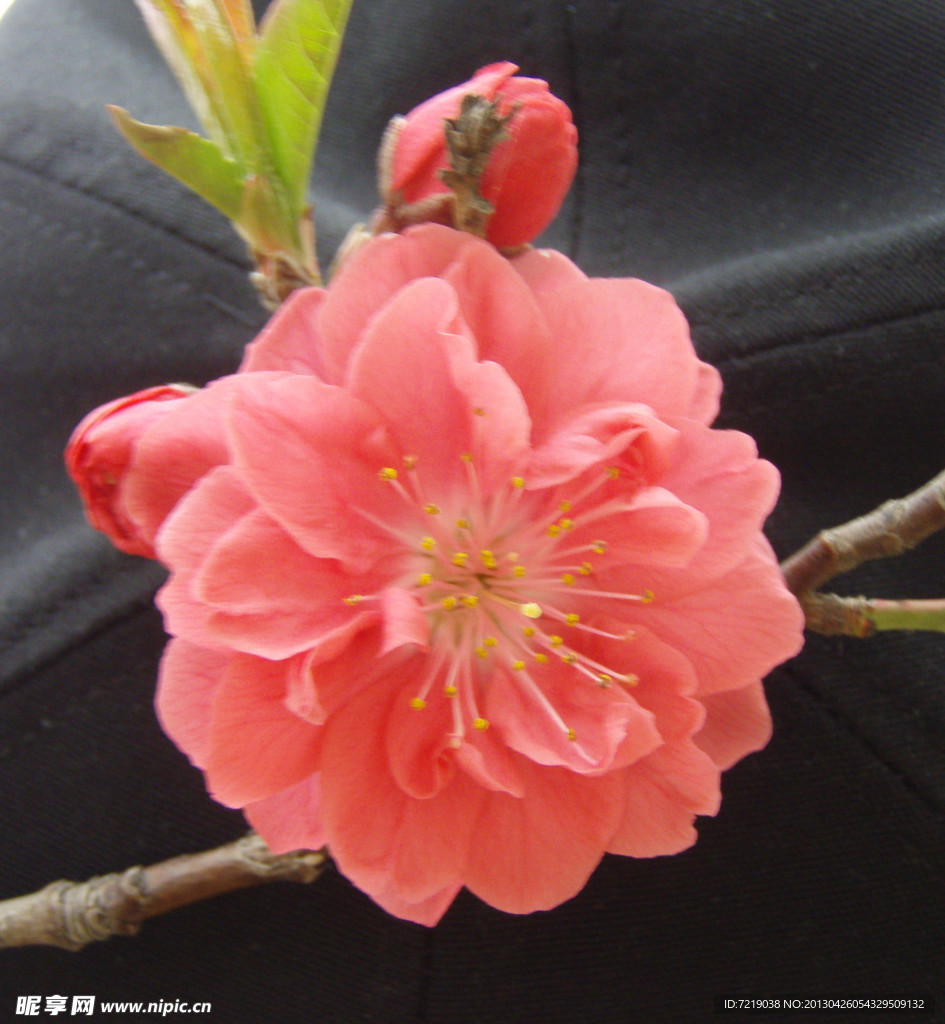 碧桃花