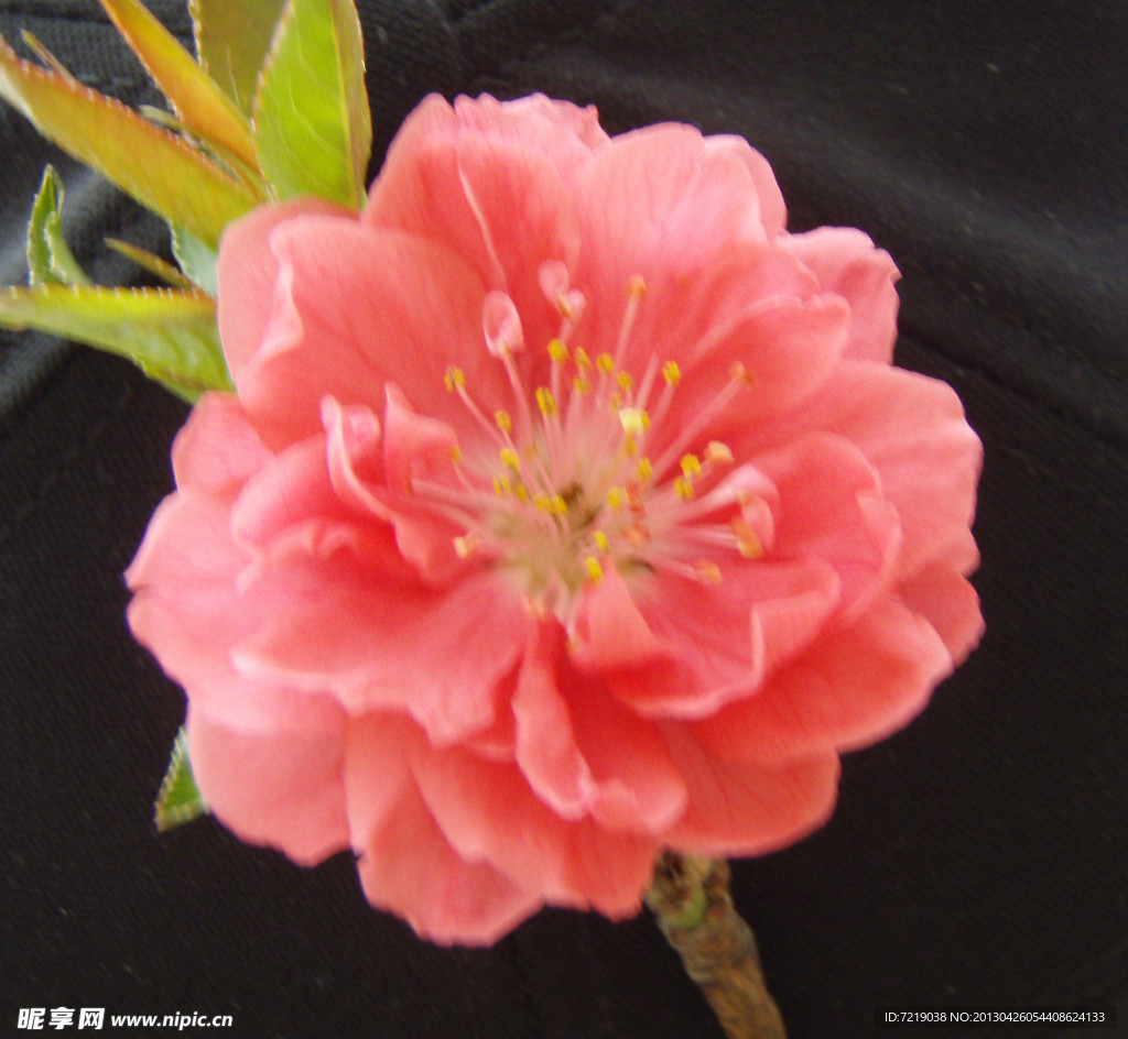 碧桃花