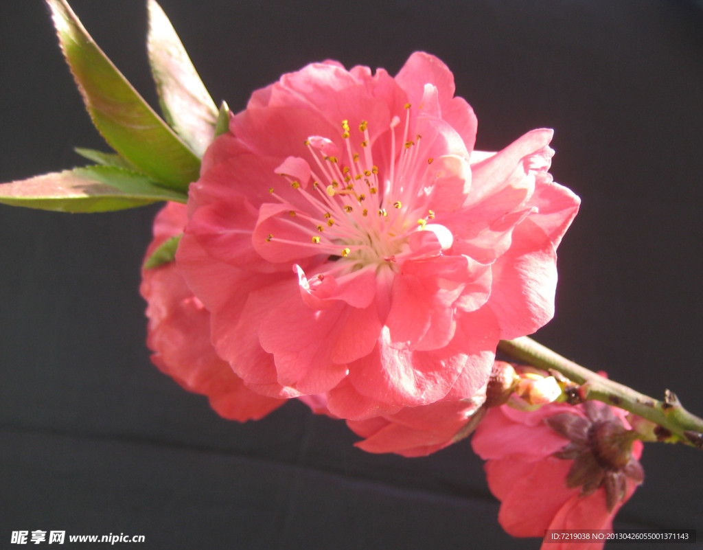 碧桃花