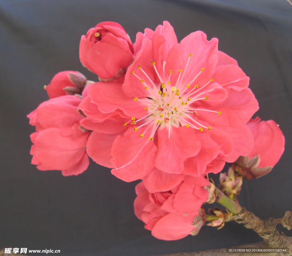 碧桃花