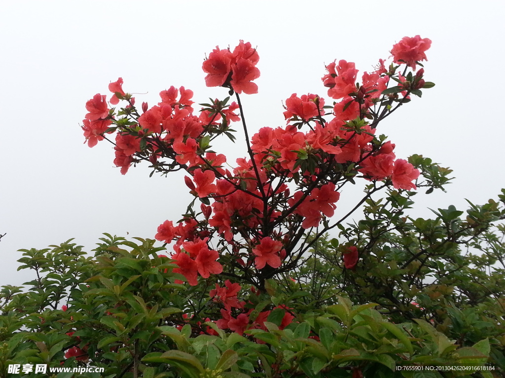 杜娟花