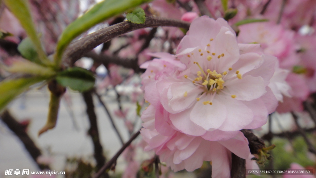 桃花